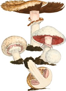 1797-09-03 Agaricus campestris Plate by James Sowerby