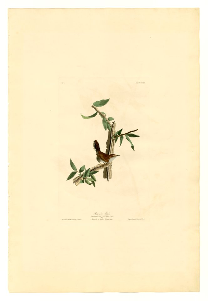18 Bewick's Wren