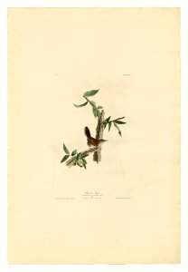 18 Bewick's Wren