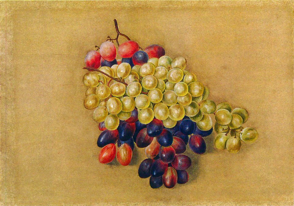 Tolstoy - Grapes