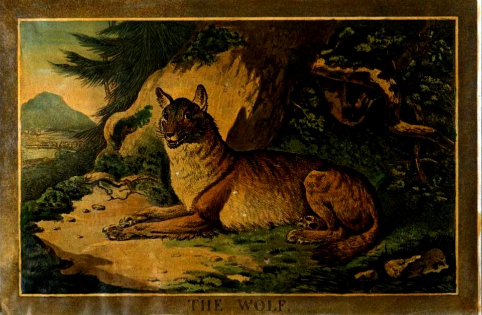 18, Wolf, Charles Catton's Animals (1788) (cropped)