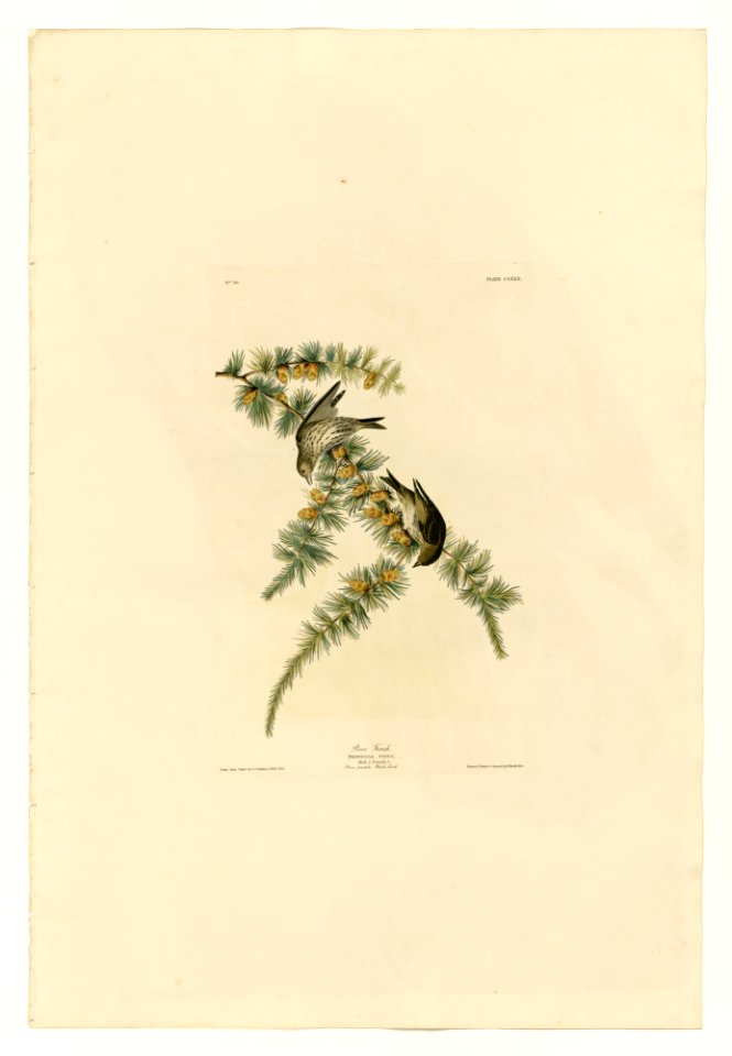 180 Pine Finch
