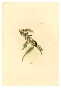 180 Pine Finch