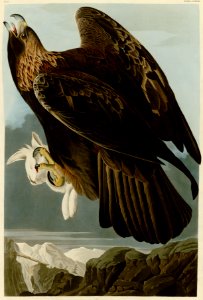 181 Goldon Eagle cropped