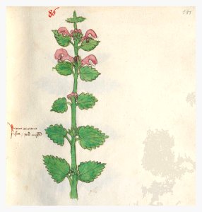 181 Auslasser Lamium purpureum