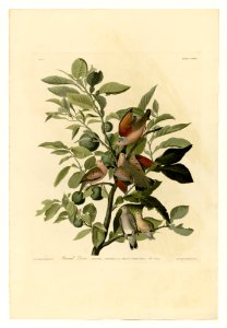 182 Ground Dove