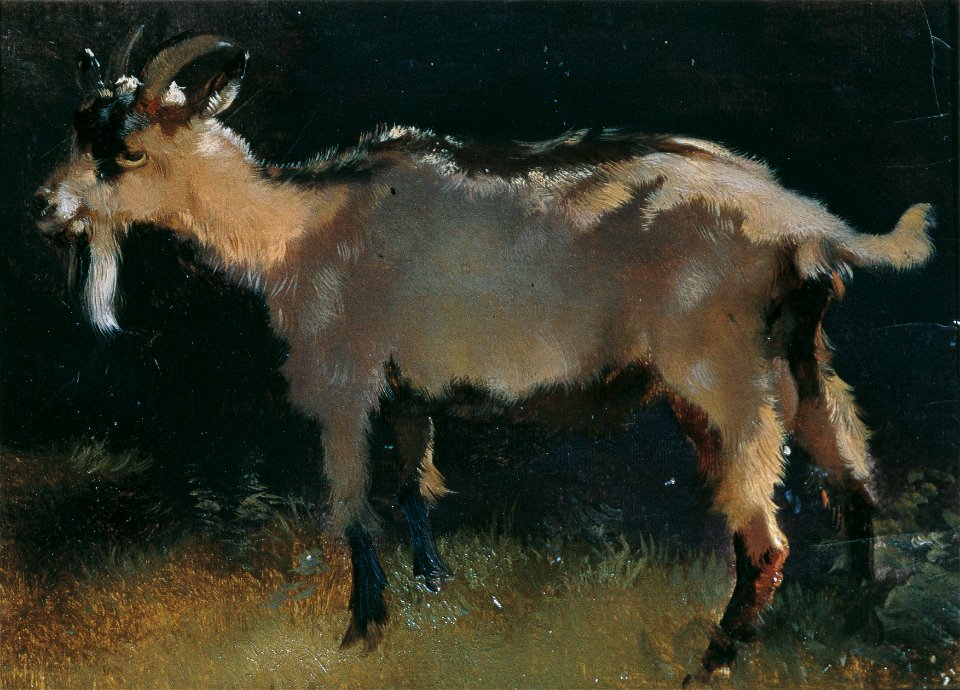 Anton Schrödl - Ziege - 3572 - Kunsthistorisches Museum
