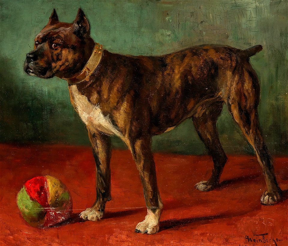Anton Weinberger Boxer mit Ball