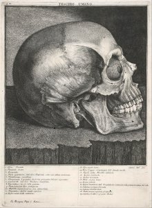 Antonio Cattani - Teschio Umano - Google Art Project