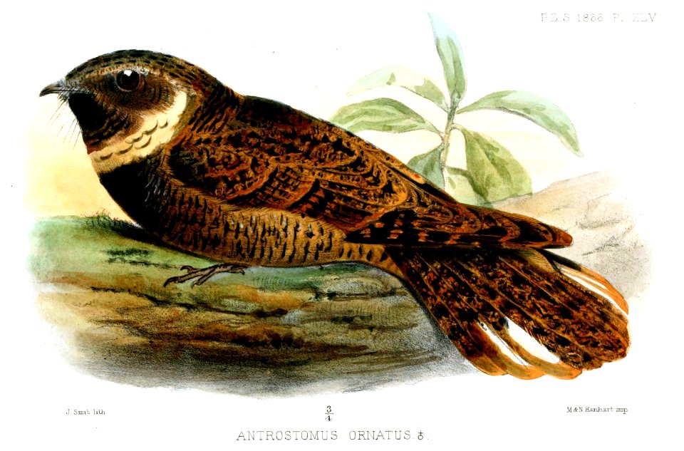 AntrostomusOrnatusSmit