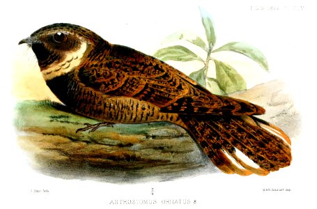 AntrostomusOrnatusSmit