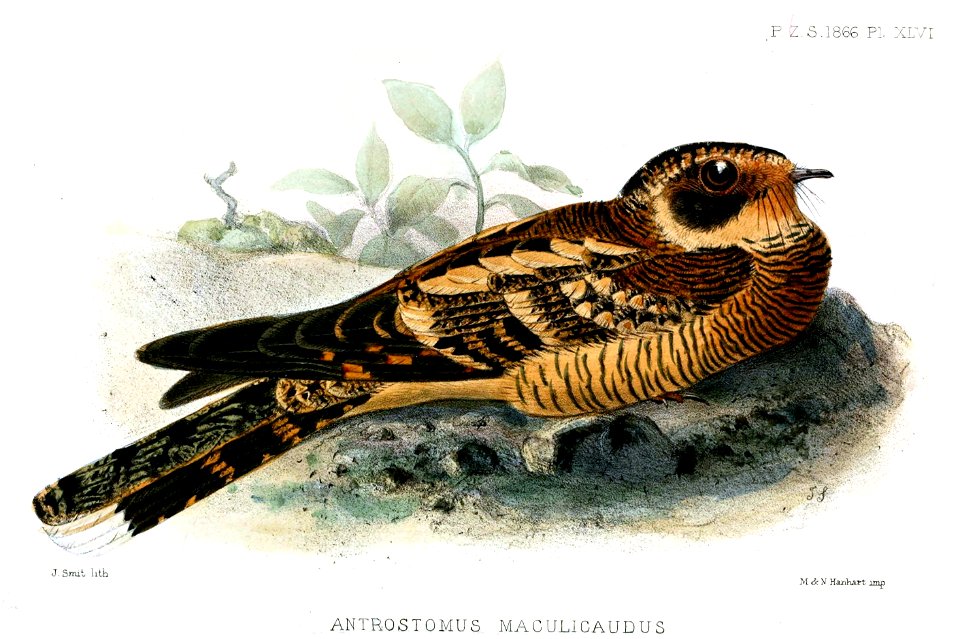 AntrostomusMaculicaudusSmit