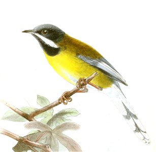 Apalis jacksoni Keulemans