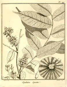 Apalatoa spicata Aublet 1775 pl 147