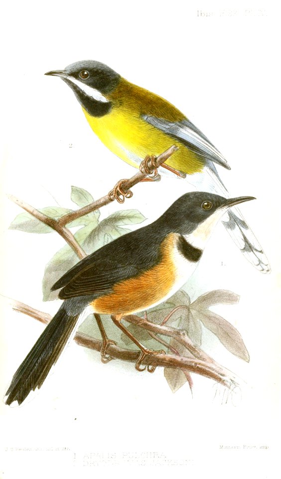 ApalisDryodromasKeulemans