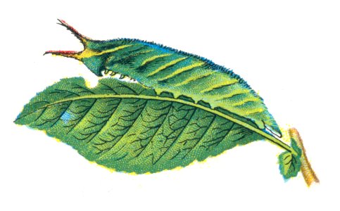 Apatura iris chenille par Nemos