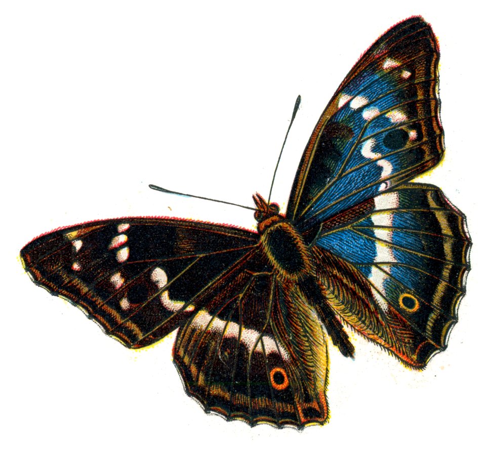 Apatura iris male par Nemos