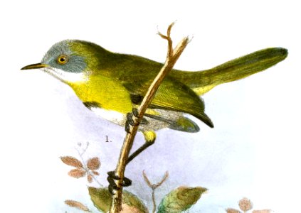 Apalis florisuga Gronvold