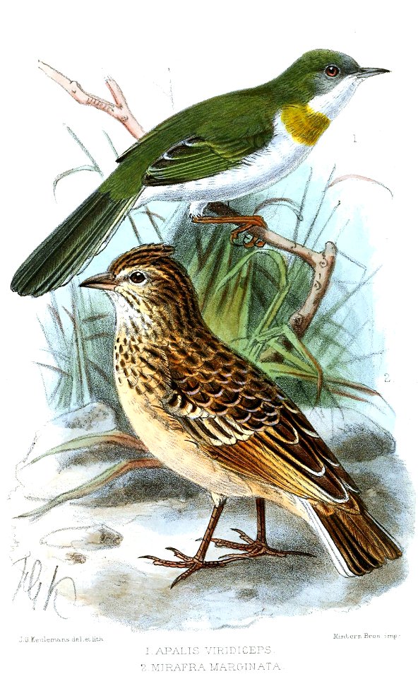 ApalisMirafraKeulemans