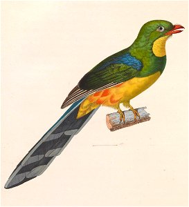 Apalharpactes reinwardtii 1838