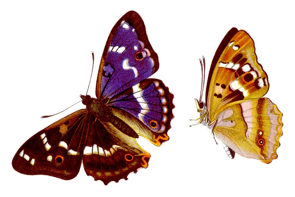 Apatura ilia - Kleiner Schillerfalter