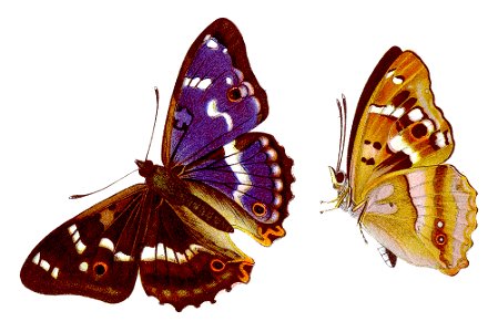 Apatura ilia - Kleiner Schillerfalter