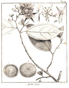 Apeiba glabra Aublet (1775) pl.214