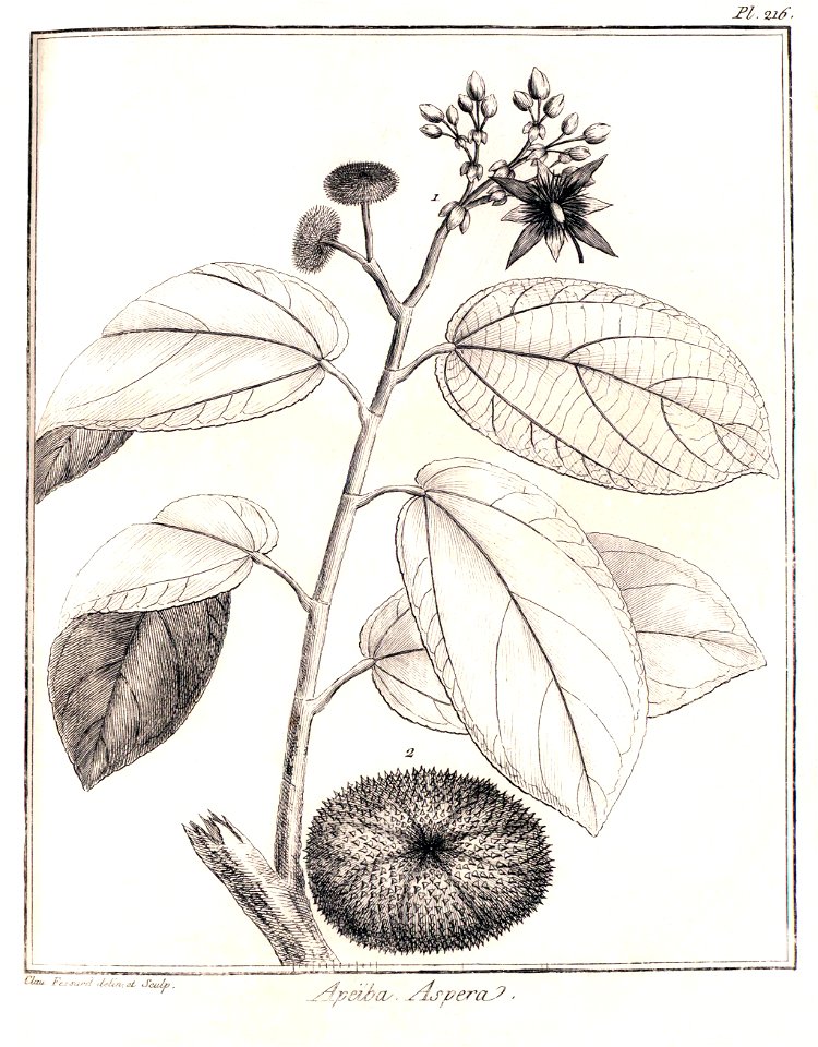 Apeiba aspera (Apeiba glabra) Aublet (1775) pl.216