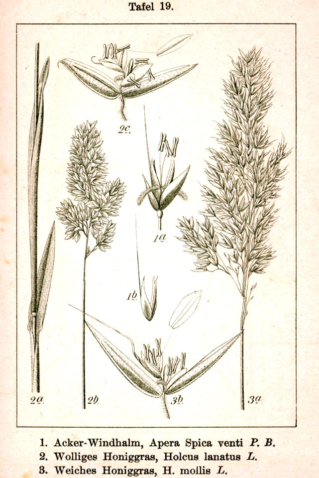 Apera spica-venti Holcus spp Sturm03019