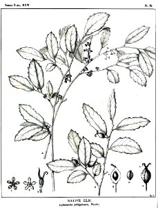Aphananthe philippinensis00