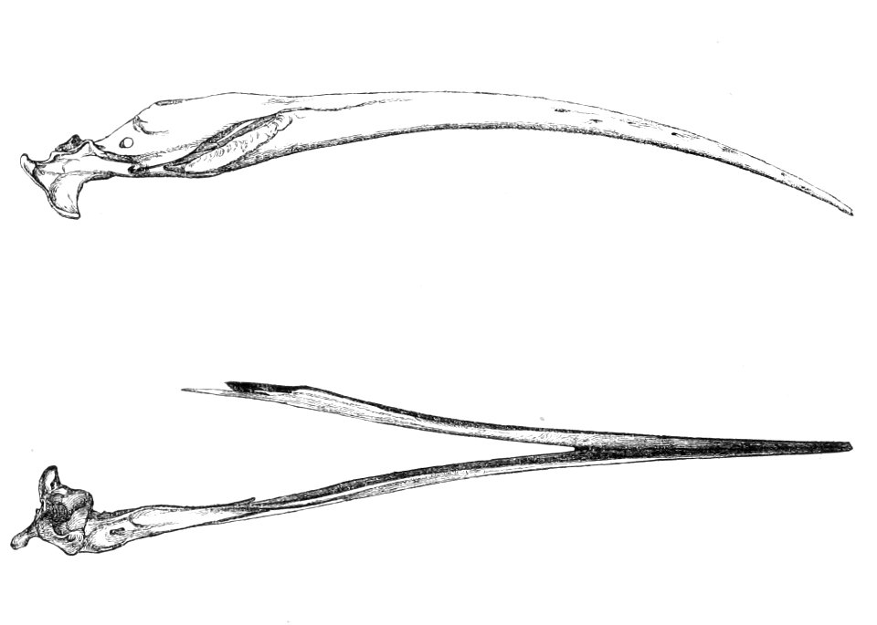Aphanapteryx bonasia mandible 1869