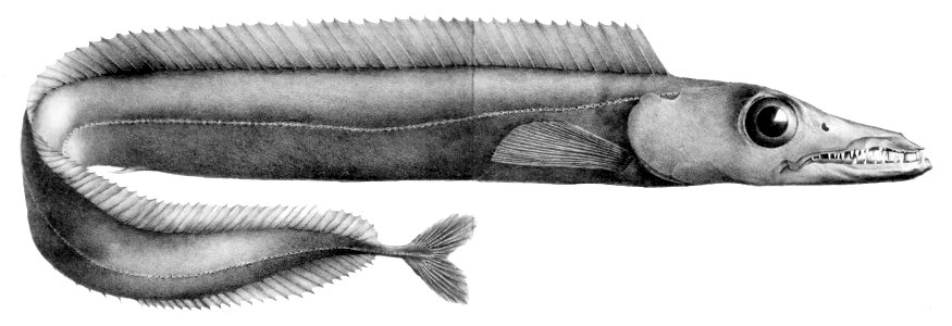 Aphanopus carbo1