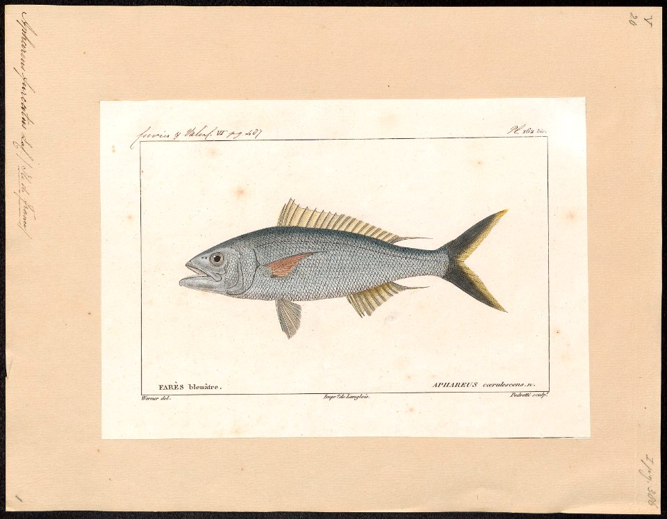 Aphareus furcatus - 1828-1849 - Print - Iconographia Zoologica - Special Collections University of Amsterdam - UBA01 IZ13000272