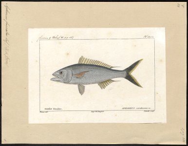 Aphareus furcatus - 1828-1849 - Print - Iconographia Zoologica - Special Collections University of Amsterdam - UBA01 IZ13000272