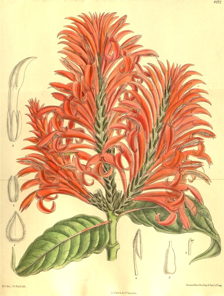 Aphelandra tetragona 135-8272