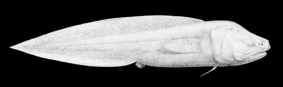 Aphyonus gelatinosus1