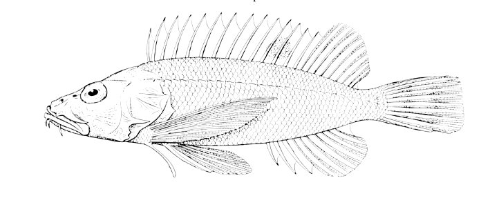 Apistops caloundra