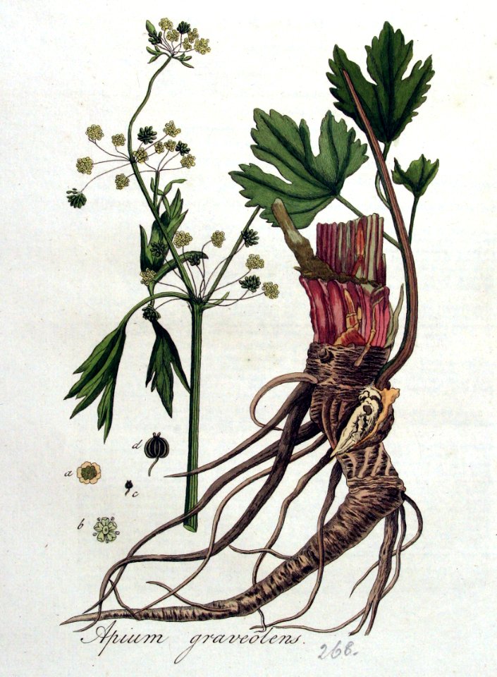 Apium graveolens — Flora Batava — Volume v4