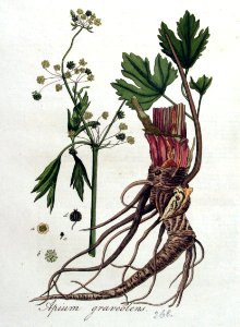 Apium graveolens — Flora Batava — Volume v4