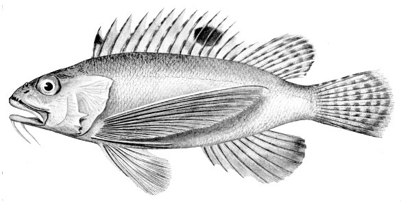 Apistus carinatus