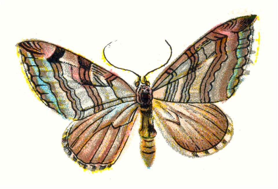 Aplocera plagiata par Nemos