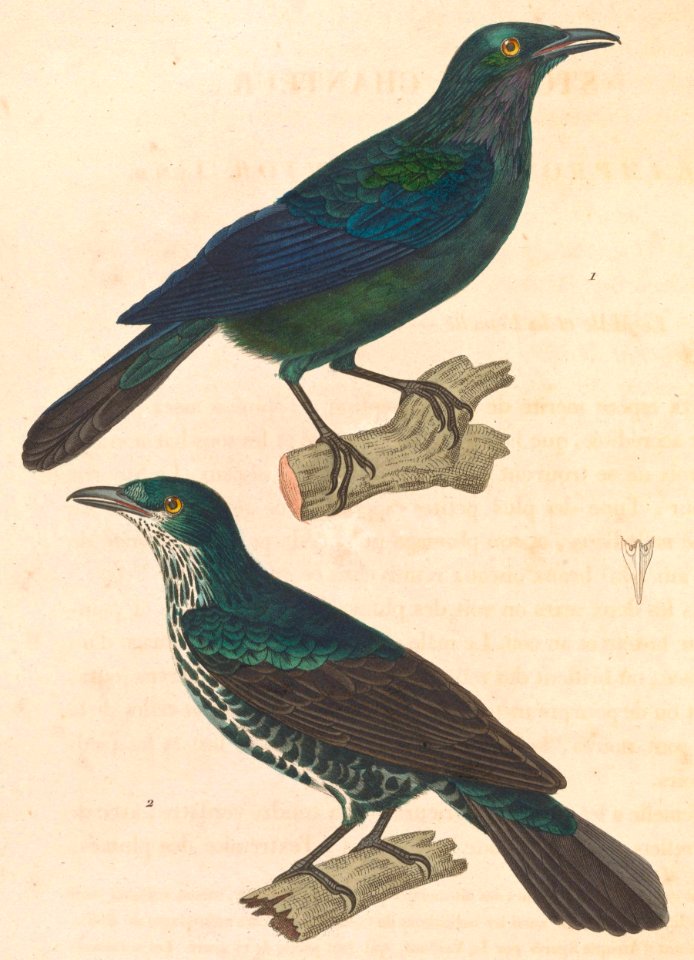 Aplonis panayensis strigata 1838