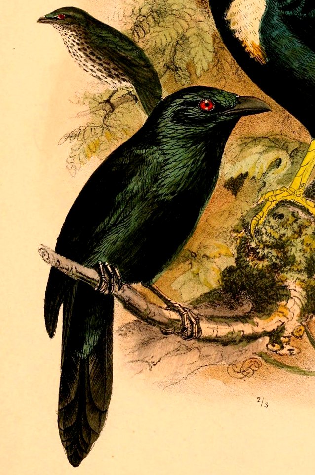 Aplonis mysolensis sulaensis 1898
