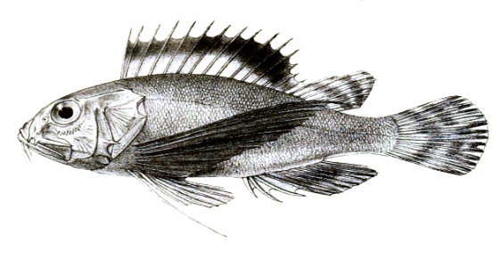 Apistus carinatus Ford 37
