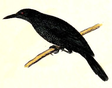 Aplonis corvina 1832