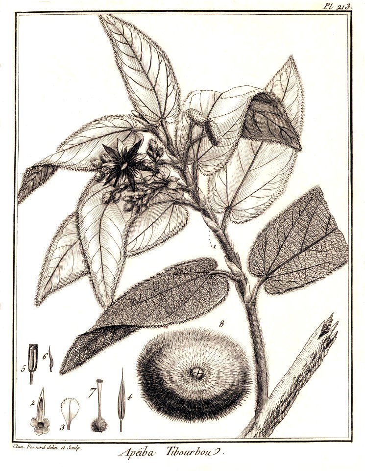 Apeiba tibourbou Aublet (1775) pl.213