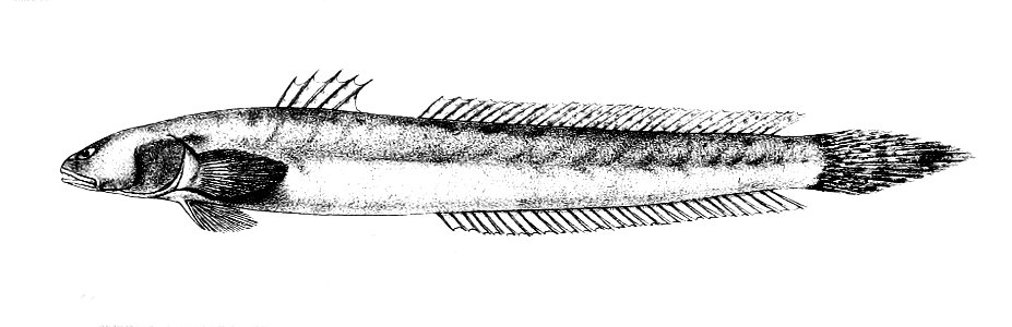 Apocryptes lanceolatus Ford 64