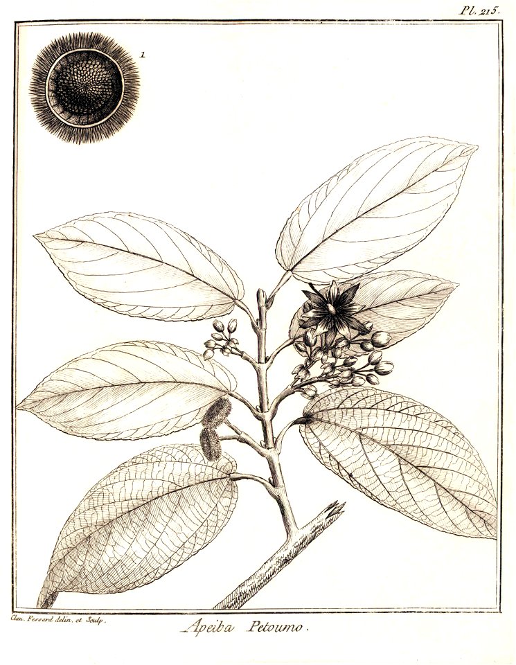 Apeiba petoumo Aublet (1775) pl.215