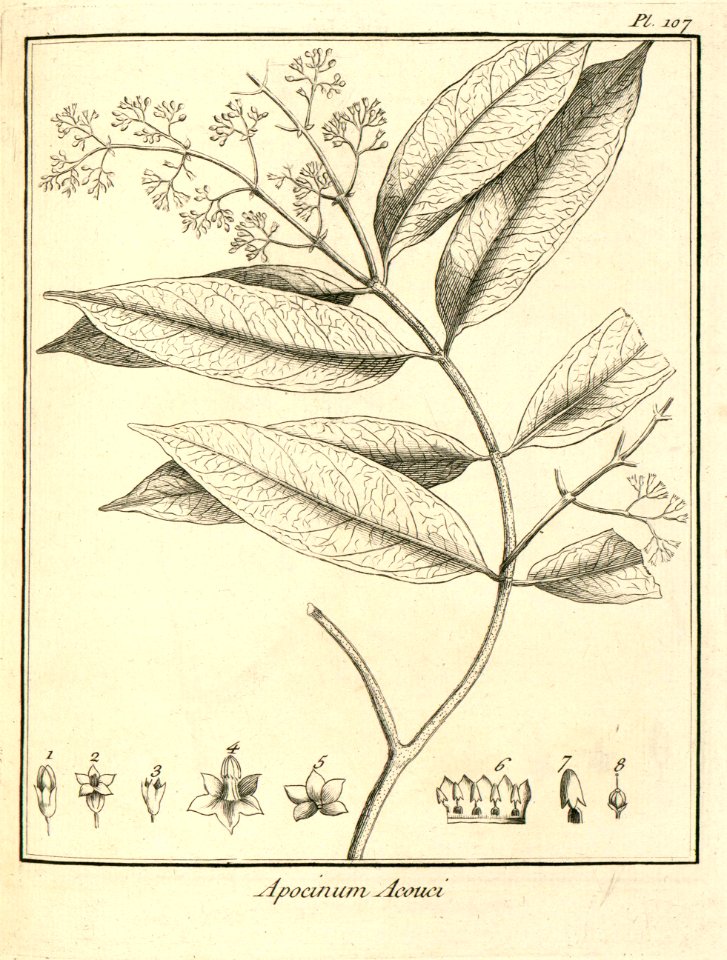 Apocynum acouci Aublet 1775 pl 107