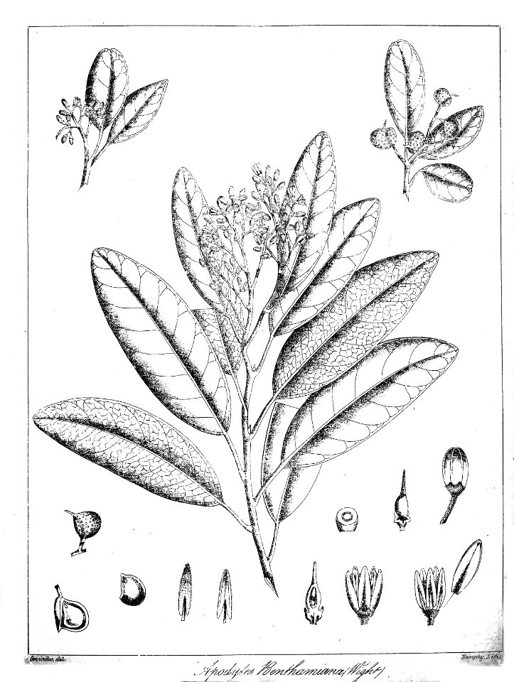Apodytes benthamiana Govindoo
